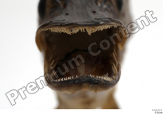 Northern pike mouth teeth 0005.jpg